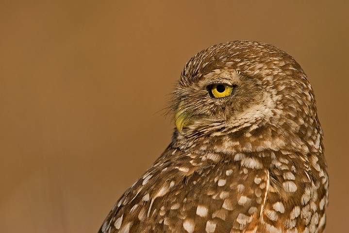 Kaninchenkauz Athene cunicularia Burrowing Owl